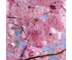 Sierkers - Prunus 'Accolade'
