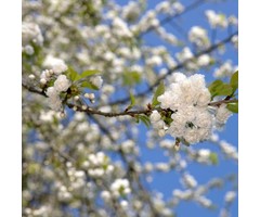 Dubbele Sierkers - Prunus avium 'Plena'