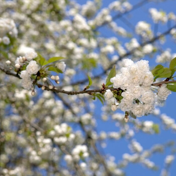 Dubbele Sierkers - Prunus avium 'Plena'