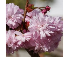 Sierkers (boom)- Prunus incisa 'Kojou-no-mai'