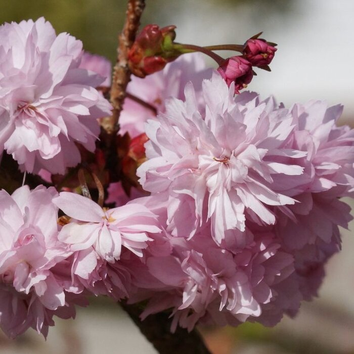 Sierkers - Prunus incisa 'Kojou-no-mai' (Boomvorm)