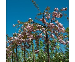 Treur-sierkers op stam - Prunus 'Kiku-shidare-zakura'