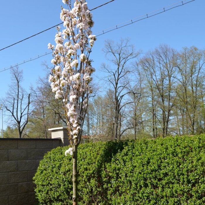 Smalle Japanse sierkers - Prunus serrulata 'Amanogawa'