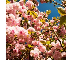 Smalle Japanse sierkers - Prunus serrulata 'Amanogawa'