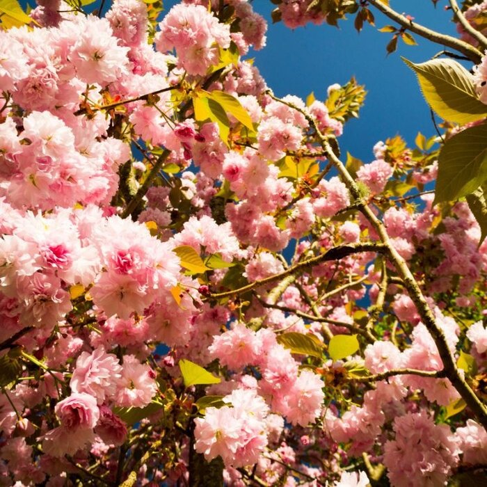 Smalle Japanse sierkers - Prunus serrulata 'Amanogawa'