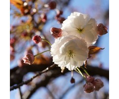 Japanse sierkers - Prunus serrulata 'Fugenzo'