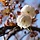 Japanse sierkers - Prunus serrulata 'Fugenzo'