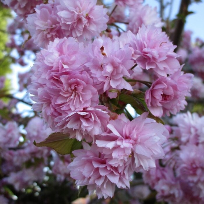Japanse sierkers - Prunus serrulata 'Kanzan'