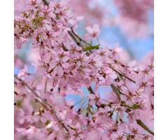 Treur-sierkers - Prunus subhirtella 'Pendula Plena Rosea'