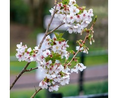 Sierkers  - Prunus 'Umineko'