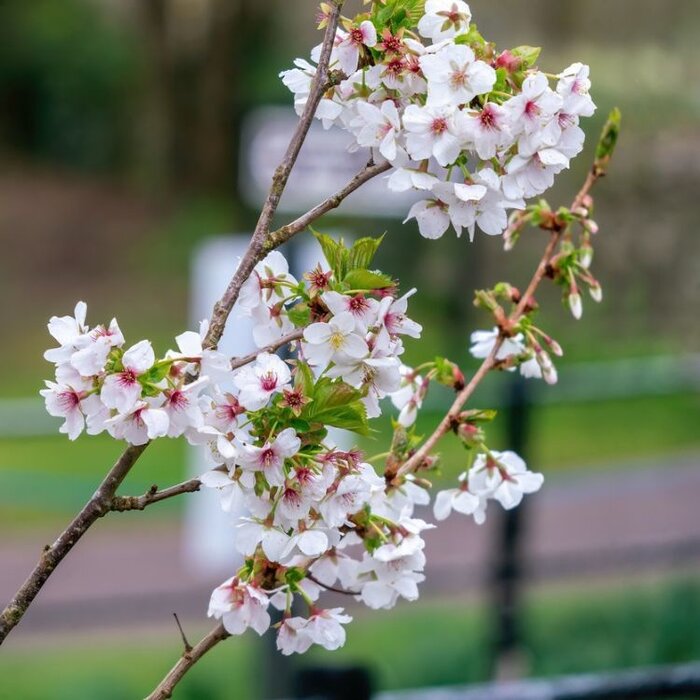 Sierkers  - Prunus 'Umineko'