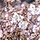 Sierkers - Prunus yedoensis