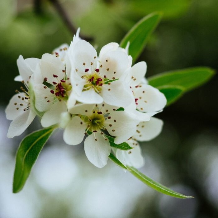Siertreurpeer - Pyrus salicifolia 'Pendula'