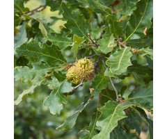 Zomereik - Quercus cerris