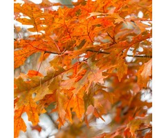 Zomereik - Quercus coccinea