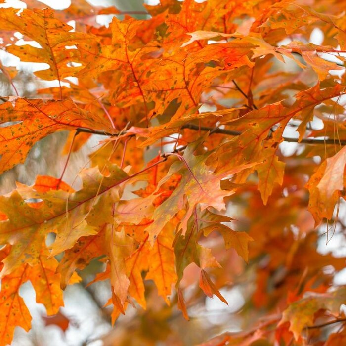 Zomereik - Quercus coccinea