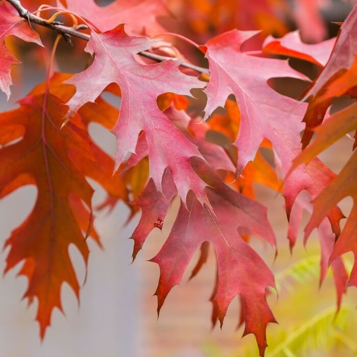 Zomereik - Quercus rubra