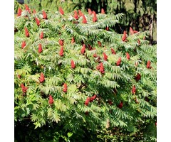 Fluweelboom - Rhus typhina