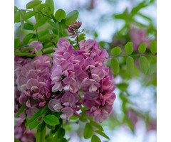 Acacia - Robinia elliottii
