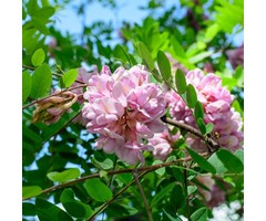 Acacia - Robinia margaretta 'Casque Rouge'