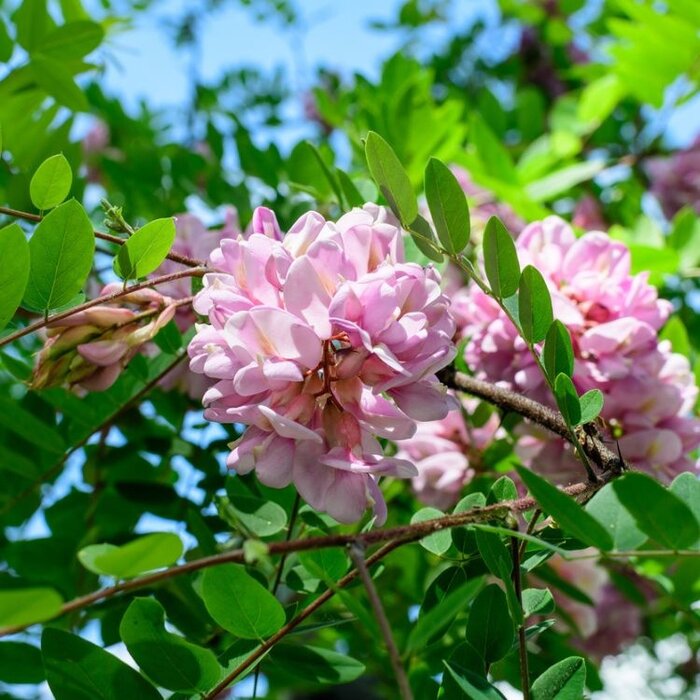 Acacia - Robinia margaretta 'Casque Rouge'