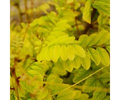 Gele Acacia  - Robinia pseudoacacia 'Frisia'