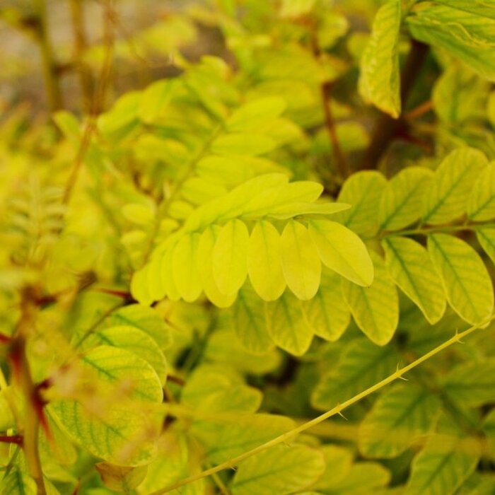 Gele Acacia  - Robinia pseudoacacia 'Frisia'