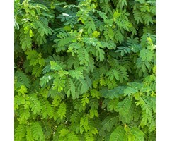 Acacia - Robinia pseudoacacia 'Myrtifolia'