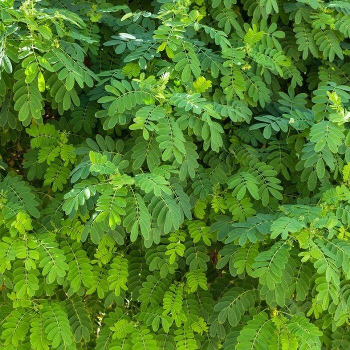 Acacia - Robinia pseudoacacia 'Myrtifolia'