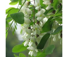 Zuilacacia - Robinia pseudoacacia 'Pyramidalis'