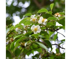 Boomcamelia - Stewartia monadelpha