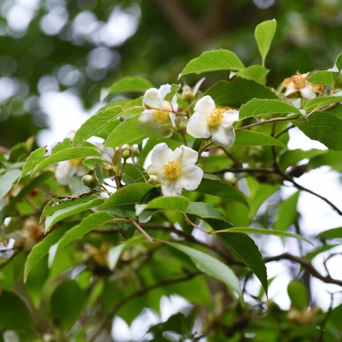Boomcamelia - Stewartia monadelpha