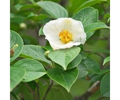 Schijncamelia boom - Stewartia pseudocamellia