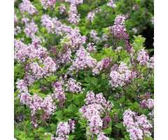 Sering - Syringa josikaea