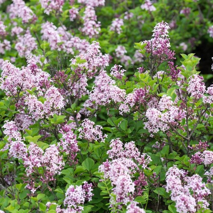 Sering - Syringa josikaea