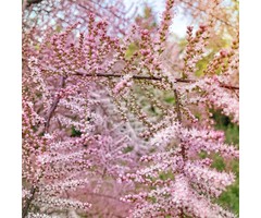Tamarisk Boom - Tamarix ramosissima 'Pink Cascade'