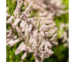 Tamarisk Boom - Tamarix tetrandra