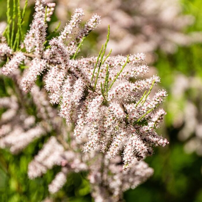 Tamarisk - Tamarix tetrandra