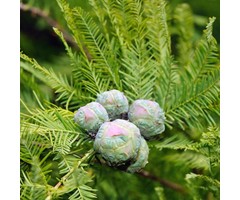 Moerascypres - Taxodium distichum