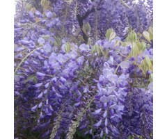 Blauwe regen - Wisteria floribunda 'Shiro-noda'