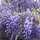 Blauwe regen - Wisteria floribunda 'Shiro-noda'