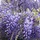 Blauwe regen - Wisteria sinensis 'Prolific'