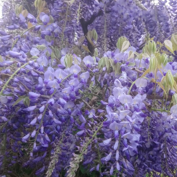 Blauwe regen - Wisteria floribunda 'Shiro-noda'