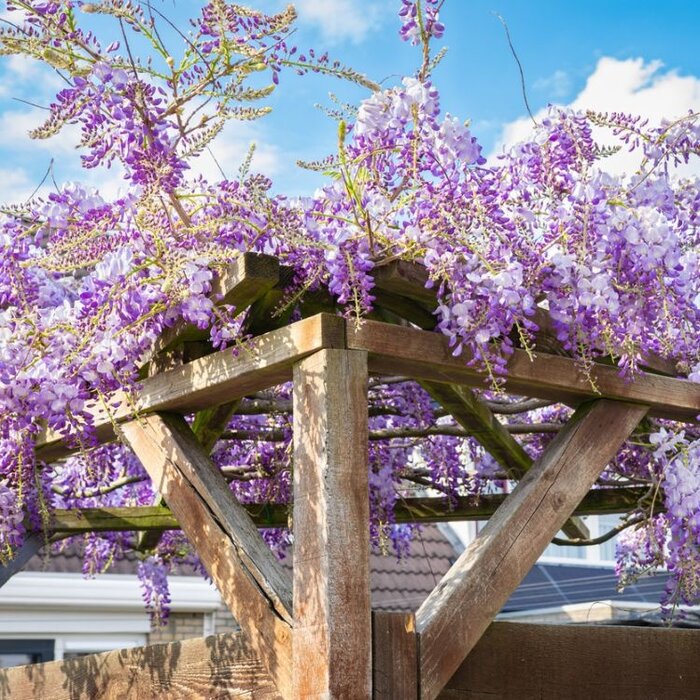 Blauwe regen - Wisteria sinensis 'Prolific'