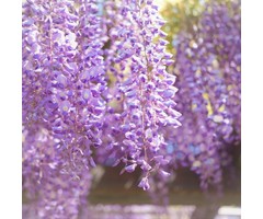 Blauwe regen - Wisteria sinensis 'Prolific'