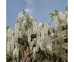 Witte regen - Wisteria sinensis 'Alba'