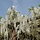Witte regen - Wisteria sinensis 'Alba'