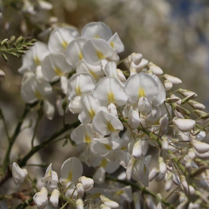 Witte regen - Wisteria sinensis 'Alba'