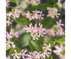 Toscaanse jasmijn - Trachelospermum jasm. 'Pink Showers'