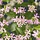 Toscaanse jasmijn - Trachelospermum jasm. 'Pink Showers'